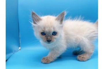 ラグドール【東京都・女の子・2021年10月12日・ブルーポイント】の写真「ゆったり癒し系ラグドール♡ちびちゃん♡♡」