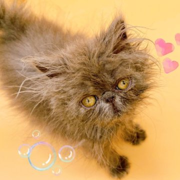 エキゾチックロングヘア【東京都・男の子・2024年4月12日・ブルー】の写真「♡エキゾロング　ブルーの男の子♡」