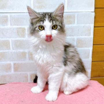 サイベリアン【東京都・女の子・2022年10月22日・ブラウンタビー&ホワイト】の写真「♡ブラウンタビー＆ホワイトのサイベリアン女の子♡」