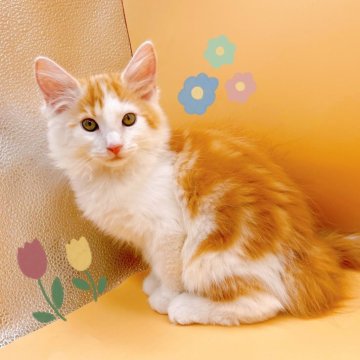 サイベリアン【東京都・男の子・2024年4月29日・レッド&ホワイト】の写真「♡サイベリアン　レッド＆ホワイトの男の子♡」