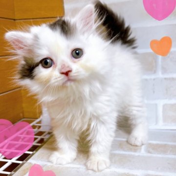 ラガマフィン【東京都・女の子・2024年8月22日・ブラウンタビー&ホワイト】の写真「♡サイベリアン　ブラウンタビー＆ホワイト女の子♡」