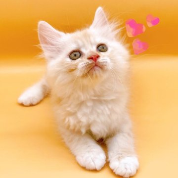 サイベリアン【東京都・男の子・2024年3月19日・クリーム&ホワイト】の写真「♡サイベリアン　クリーム＆ホワイトの男の子♡」