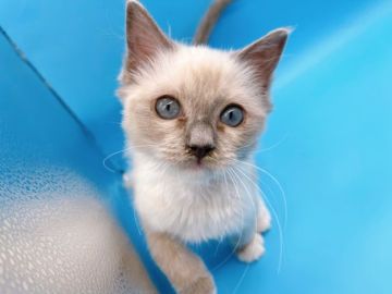 ラグドール【東京都・女の子・2021年11月28日・ブルーポイントミテッド】の写真「ブルーポイントのラグドール女の子」