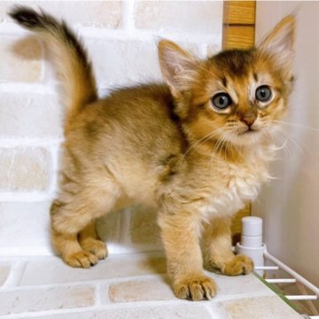 ソマリ【東京都・男の子・2023年10月18日・ルディ】の写真「♡ソマリ　ルディの男の子♡」