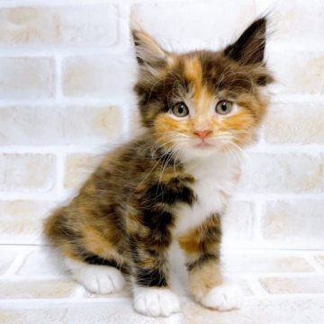 サイベリアン【東京都・女の子・2023年8月19日・キャリコ】の写真「♡サイベリアン　キャリコの女の子♡」