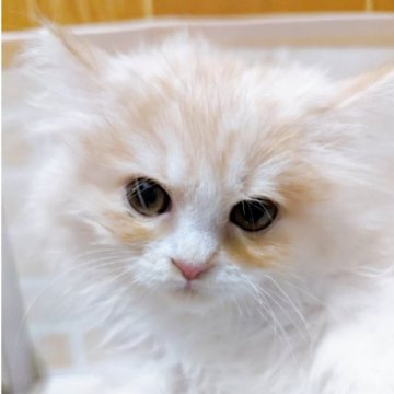 サイベリアン【東京都・男の子・2023年10月1日・クリームタビー】の写真「♡サイベリアン　クリームタビーの男の子♡」