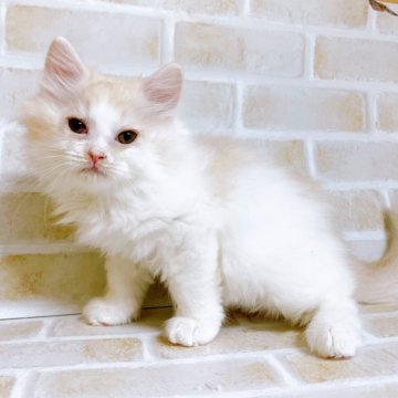 サイベリアン【東京都・男の子・2023年11月18日・クリーム&ホワイト】の写真「♡サイベリアン　クリーム＆ホワイトの男の子♡」