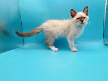 ラグドール【東京都・男の子・2022年1月8日・ブルーポイントミテッド】の写真「ブルーポイントのラグドール男の子♡♡」