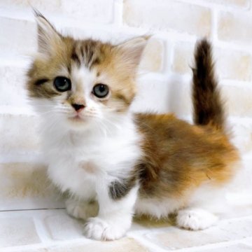 ミヌエット(短足)【東京都・女の子・2023年9月5日・キャリコ】の写真「♡ミヌエット　キャリコの女の子♡」