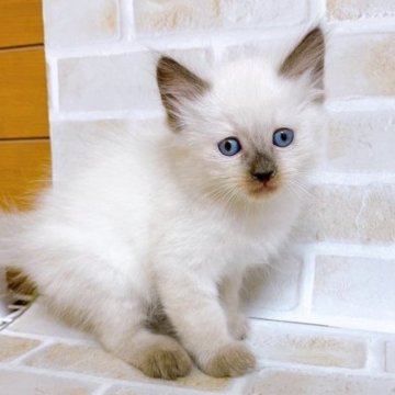 ラグドール【東京都・男の子・2023年10月19日・シールポイント】の写真「♡ラグドール　シールポイントの男の子♡」