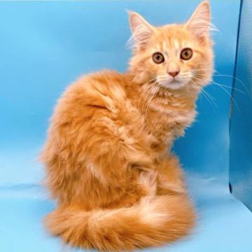 サイベリアン【東京都・女の子・2022年9月26日・クリーム】の写真「♡♡クリームタビーサイベリアンの女の子♡♡」