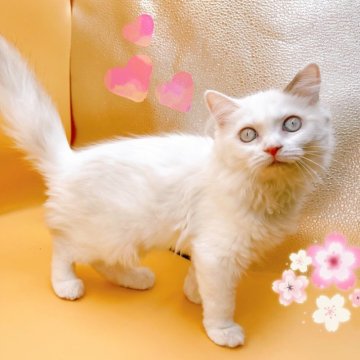 サイベリアン【東京都・女の子・2023年11月18日・トーティポイント】の写真「♡サイベリアン　ネヴァマスカレードの女の子♡」