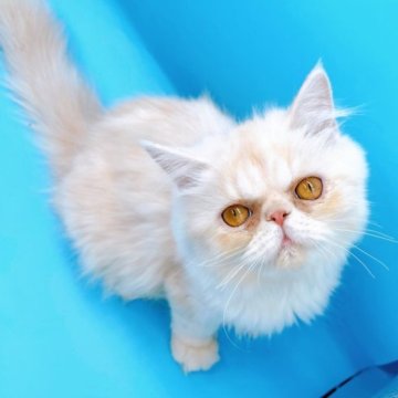 エキゾチックショートヘア【東京都・女の子・2023年6月26日・クリーム】の写真「♡エキゾチックのクリーム女の子♡」