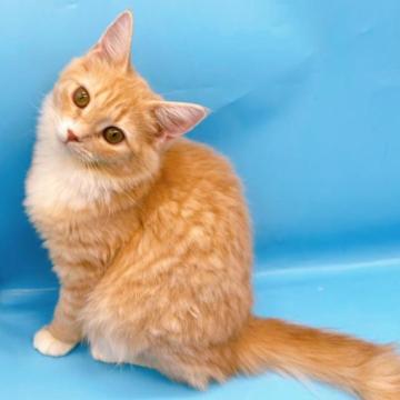 サイベリアン【東京都・女の子・2022年9月26日・クリーム&ホワイト】の写真「♡♡サイベリアンクリーム＆ホワイトの女の子♡♡」