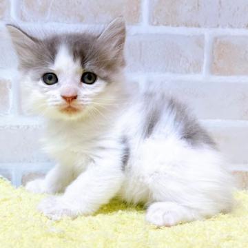 サイベリアン【東京都・男の子・2022年10月22日・ブルータビー&ホワイト】の写真「♡ブルータビー＆ホワイトサイベリアンの男の子♡」