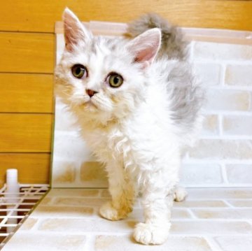 セルカークレックス【東京都・男の子・2023年7月25日・ブルー&ホワイト】の写真「♡セルカークレックス　ブルー＆ホワイトの男の子♡」