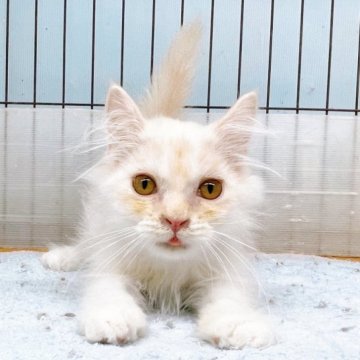 サイベリアン【東京都・男の子・2023年4月9日・クリーム&ホワイト】の写真「♡サイベリアン　クリーム＆ホワイトの男の子♡」