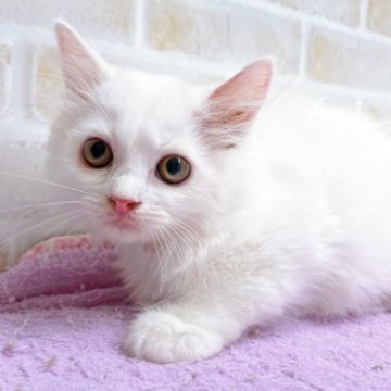 サイベリアン【東京都・女の子・2023年4月13日・ブルー&ホワイト】の写真「♡♡サイベリアン　ブルー＆ホワイトの女の子♡♡」