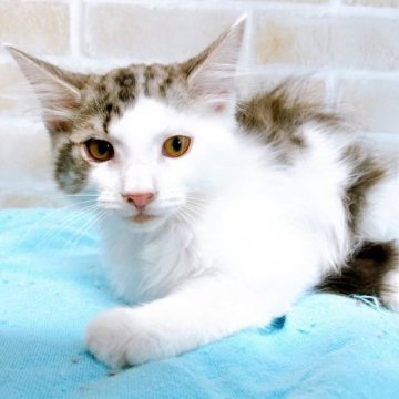 サイベリアン【東京都・男の子・2023年3月27日・ブラウン&ホワイト】の写真「♡♡サイベリアン　ブラウン＆ホワイトの男の子♡♡」