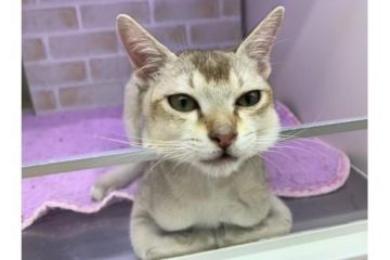 シンガプーラ【東京都・男の子・2021年7月31日・セピアアグーティー】の写真「♡♡人懐っこいシンガプーラの男の子♡♡」