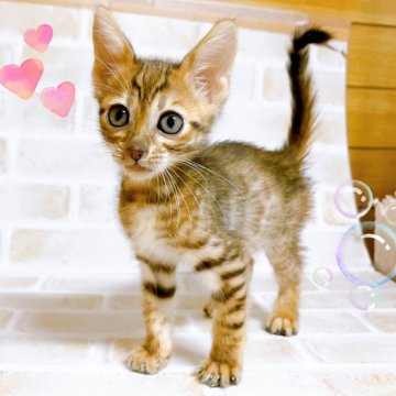 トイガー【東京都・女の子・2024年9月15日・ブラウンマッカレルタビー】の写真「♡トイガー　ブラウンマッカレルタビーの女の子♡」