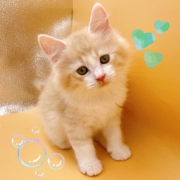 サイベリアン【東京都・男の子・2024年3月19日・レッド&ホワイト】の写真「♡サイベリアン　レッド＆ホワイトの男の子♡」