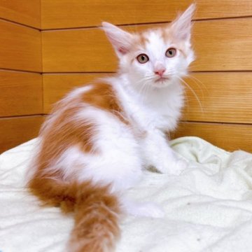 サイベリアン【東京都・男の子・2023年3月27日・レッド&ホワイト】の写真「♡♡サイベリアン　レッド＆ホワイトの男の子♡♡」