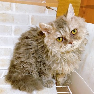 セルカークレックス【東京都・男の子・2023年7月25日・ブルー】の写真「♡セルカークレックス　ブルーの男の子♡」