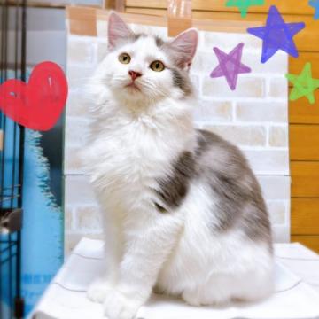 サイベリアン【東京都・女の子・2022年5月13日・ブルー&ホワイト】の写真「♡♡ブルー&ホワイトのサイベリアン女の子♡♡」