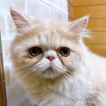 エキゾチックロングヘア【東京都・女の子・2022年7月20日・レッド】の写真「レッドのエキゾチックロングヘアの女の子♡」