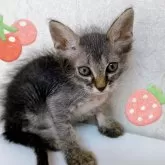 ラパーマ【東京都・男の子・2024年6月14日・ブラウン】の写真1