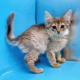 ソマリ【東京都・女の子・2023年4月9日・ブルー】の写真1