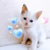 ラグドール【東京都・女の子・2024年6月28日・ブルーポイント】の写真1