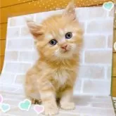 アメリカンショートヘア【東京都・女の子・2024年5月12日・レッドタビー】の写真1