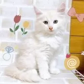 ノルウェージャンフォレストキャット【東京都・男の子・2024年9月25日・クリーム】の写真1