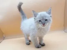 ラグドール【東京都・男の子・2021年11月28日・ブルーポイントミテッド】の写真1