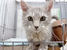 スクーカム【東京都・男の子・2021年10月9日・ブルークリーム】の写真1