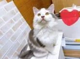 サイベリアン【東京都・女の子・2022年5月13日・ブルー&ホワイト】の写真2