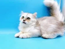 ペルシャ(チンチラ)【東京都・男の子・2022年1月15日・シルバー】の写真2