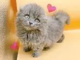 スコティッシュフォールド(折れ耳)【東京都・女の子・2024年3月18日・ブルー】の写真2
