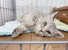 スクーカム【東京都・男の子・2021年10月9日・ブルークリーム】の写真3