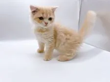 スコティッシュフォールド(折れ耳)【東京都・男の子・2022年2月1日・クリームタビー】の写真4