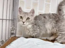 スクーカム【東京都・男の子・2021年10月9日・ブルークリーム】の写真4