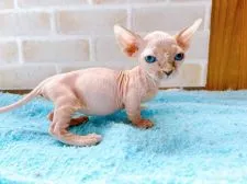 バンビーノ【東京都・女の子・2022年4月25日・クリーム】の写真5