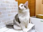 サイベリアン【東京都・女の子・2022年5月13日・ブルー&ホワイト】の写真5