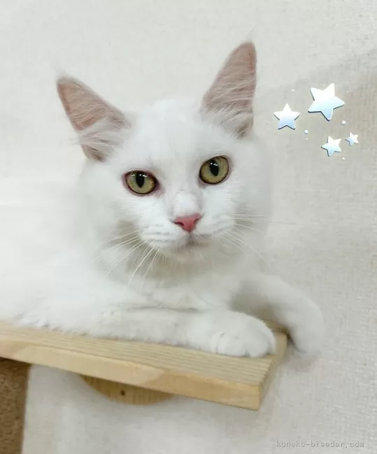 サイベリアン【東京都・女の子・2025年1月18日・ホワイト