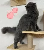 ブリティッシュロングヘア【東京都・女の子・2025年3月23日・ブルー】の写真3