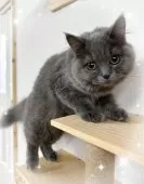 ブリティッシュロングヘア【東京都・女の子・2025年3月23日・ブルー】の写真4