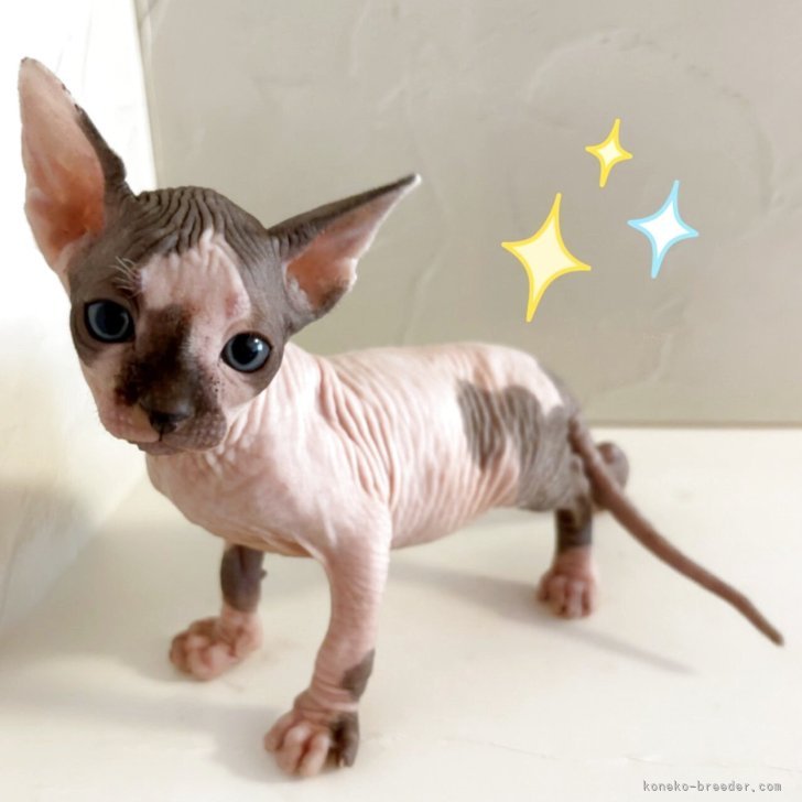 ブリーダー画像