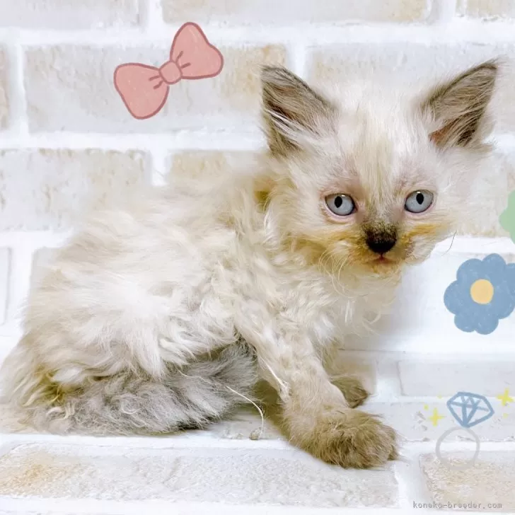 ID：2412-02053の子猫